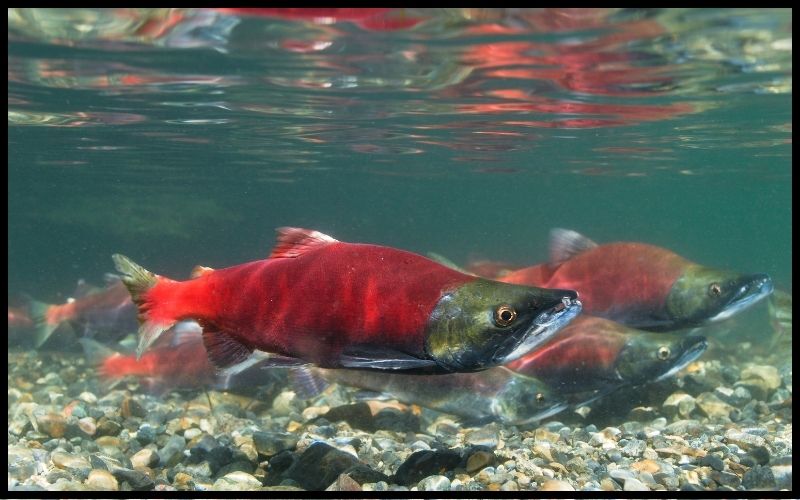 Bright red salmon in a river