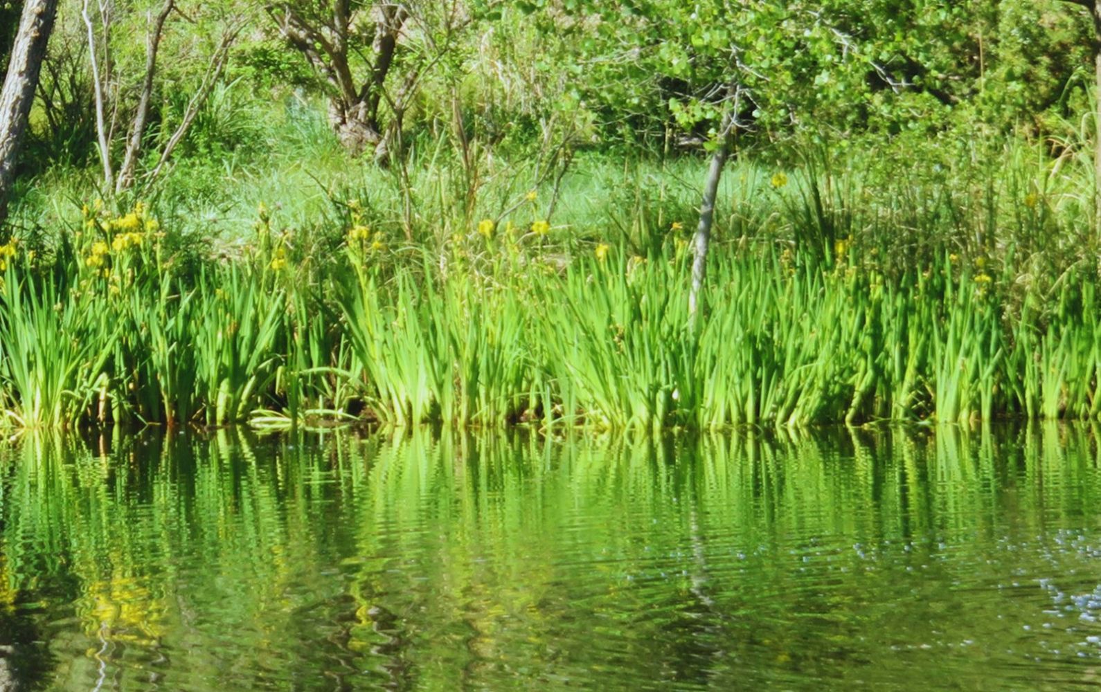 Close-up of the edge of a pond with lots of reeds and grass.