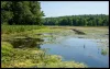 A photo of a flooded wetland surrounded by trees 