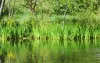 Close-up of the edge of a pond with lots of reeds and grass.